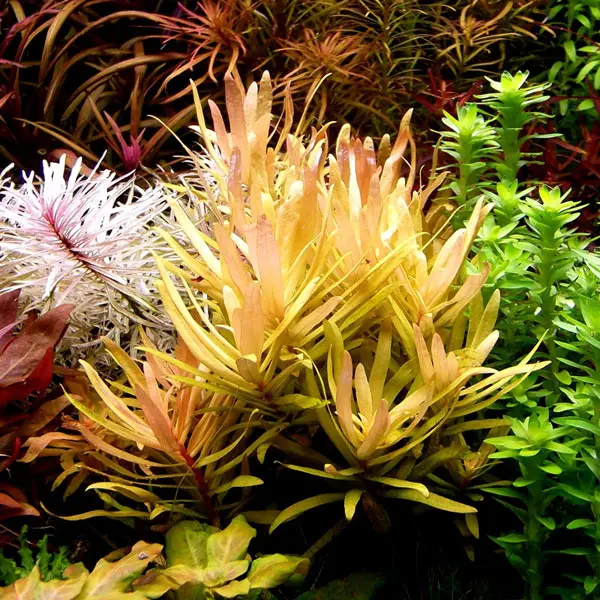 Ammannia Pedicellata Golden
