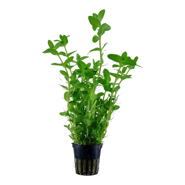 Bacopa Caroliniana