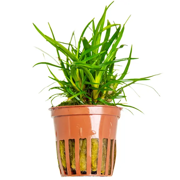 Eriocaulon sp. &lsquo;Vietnam&rsquo;