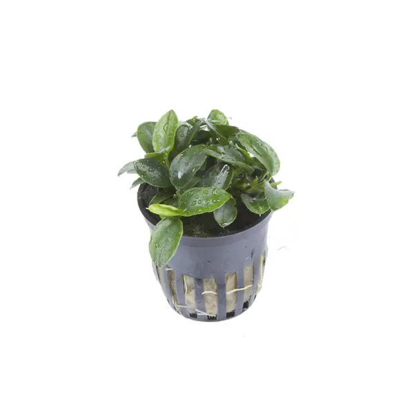 Anubias barteri &lsquo;Petite&rsquo;