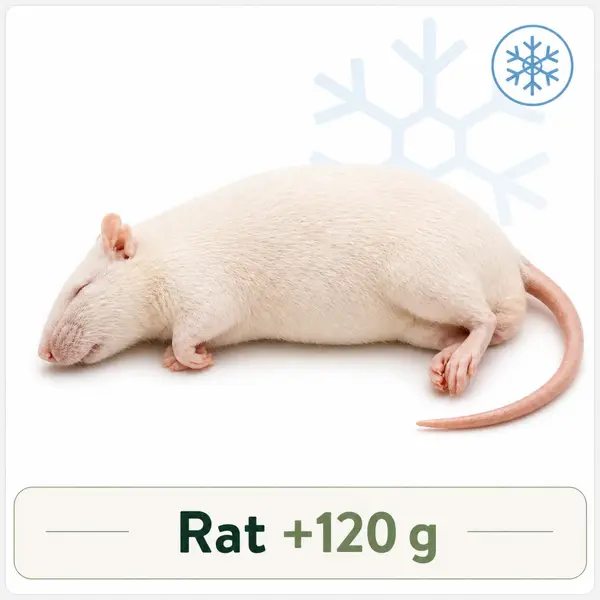 Rat +120g
