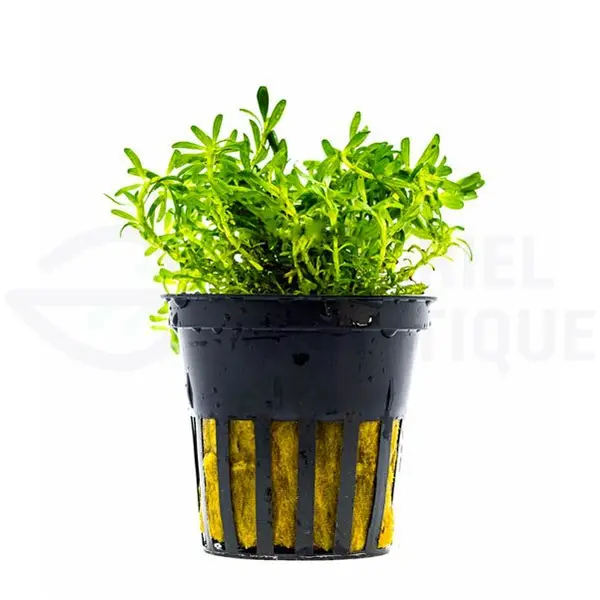 Rotala sp Nanjenshan (Boschii)