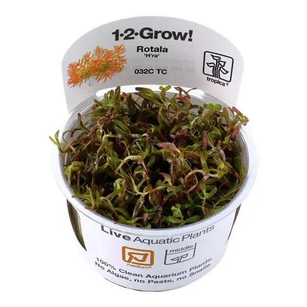Rotala H&rsquo;ra in vitro