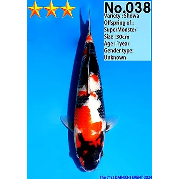 Jumbo tosai showa Dainichi 038 VENDU