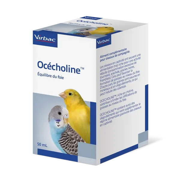 Océcholine oiseau