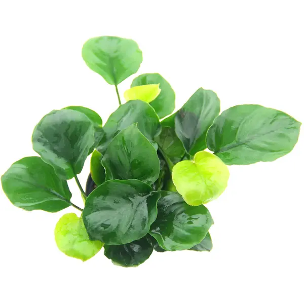 Anubias barteri sp. coin Leaf