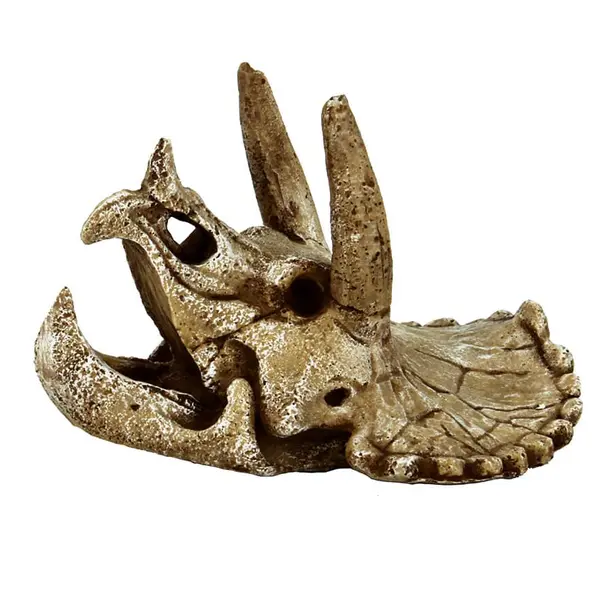 Crâne de Triceratops M – 15,7 x 12,8 x 11,5 cm