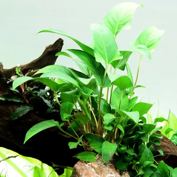 Anubias Gracilis