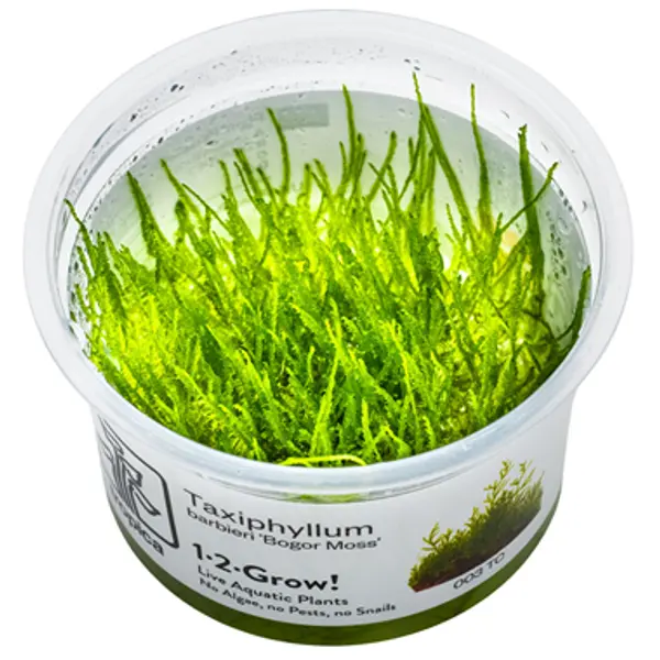 Taxiphyllum barbieri &lsquo;Bogor Moss&rsquo;