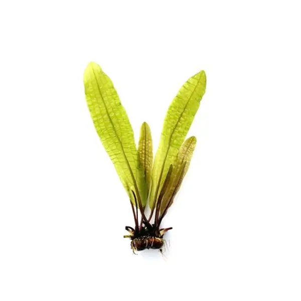 Aponogeton boivinianus