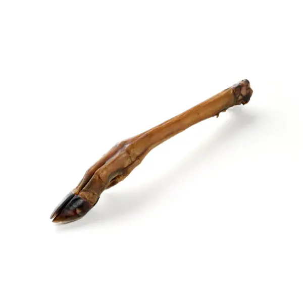 Patte de cerf avec sabot