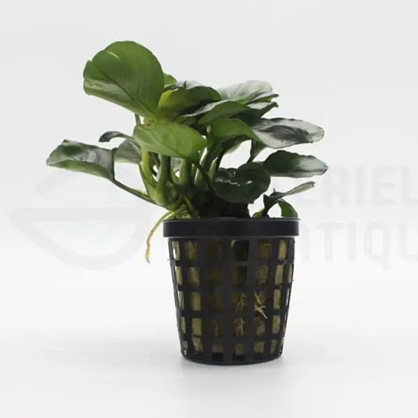 Anubias Barteri var Round Leaf (Golden Coin)