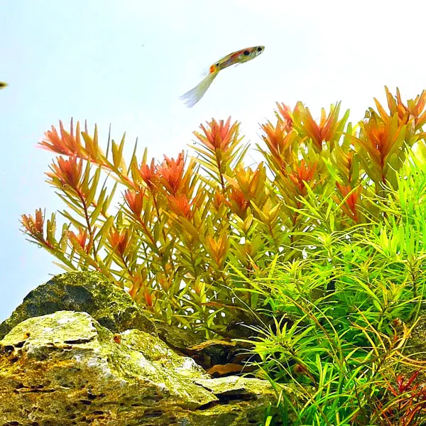 Rotala rotundifolia Orange Juice