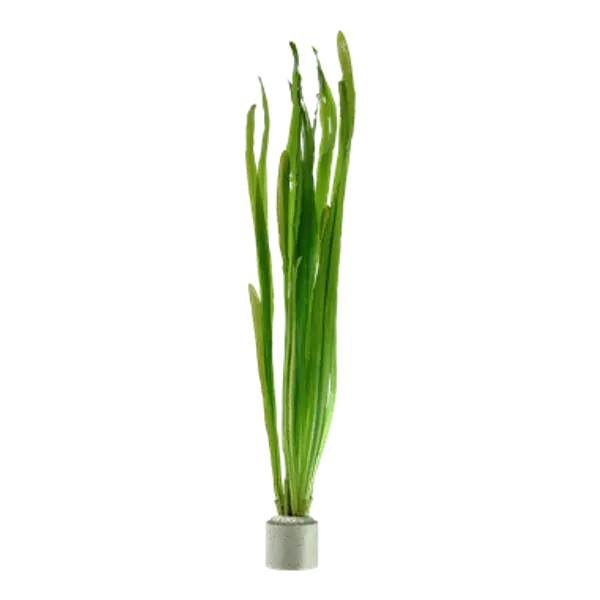 Vallisneria americana ‘Natans’