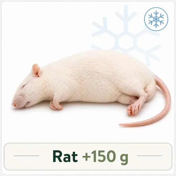 Rat +150g