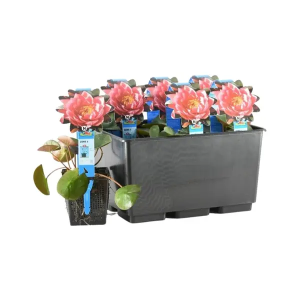 Plante Aquatique Numphaea James Brydon