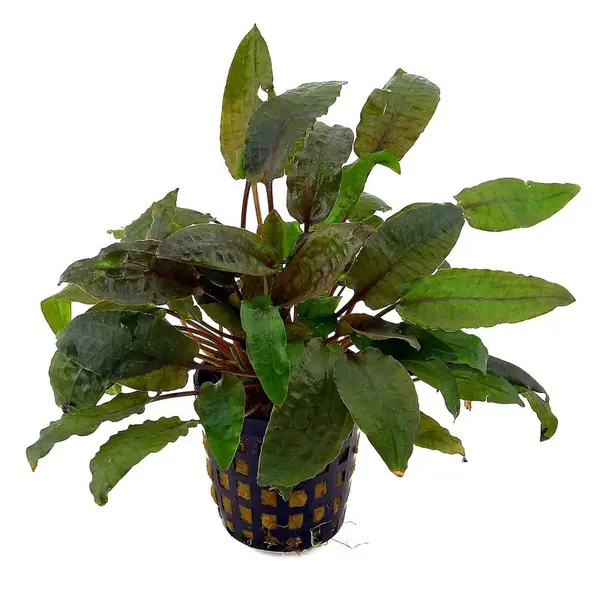 Cryptocoryne Becketti