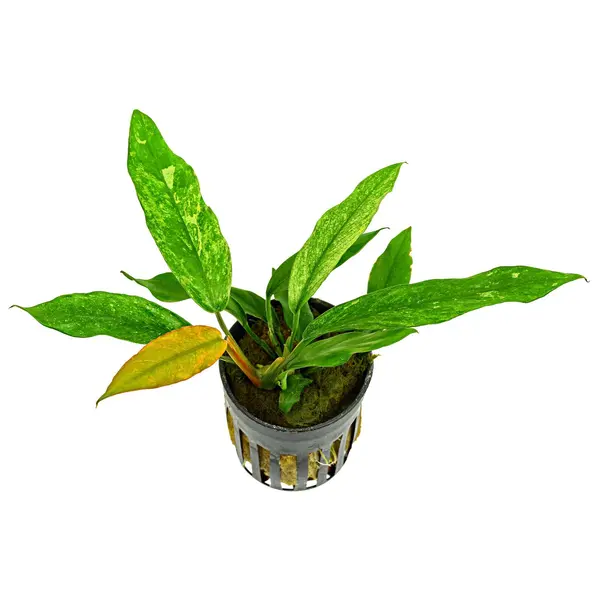 Anubia Barteri var Glabra ‘Variegata’