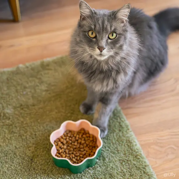Croquettes Senior 7+ pour chat stérilisé - Care