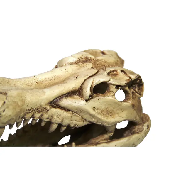 Crâne de Croco