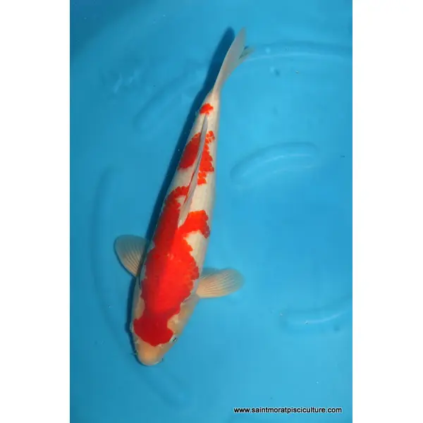 carpe koi jumbo tateshita Kohaku 1