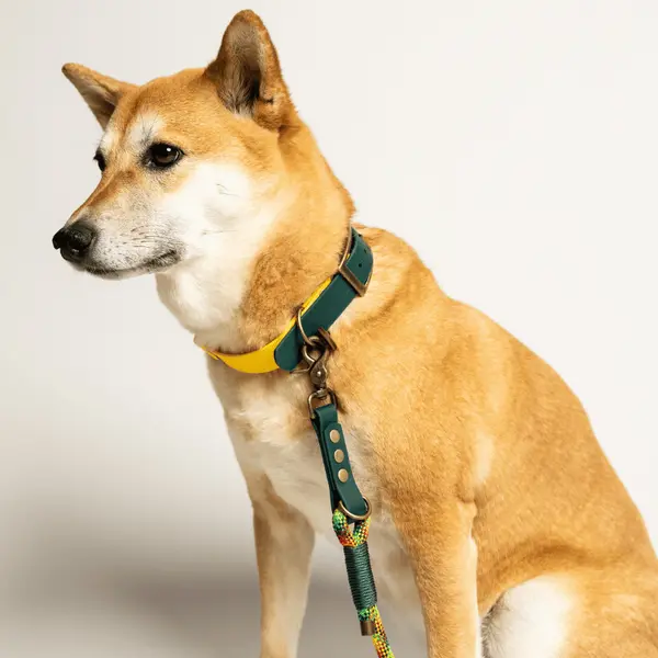Collier biothane bi-color VERT/JAUNE