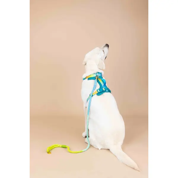 Joey Dog Harness