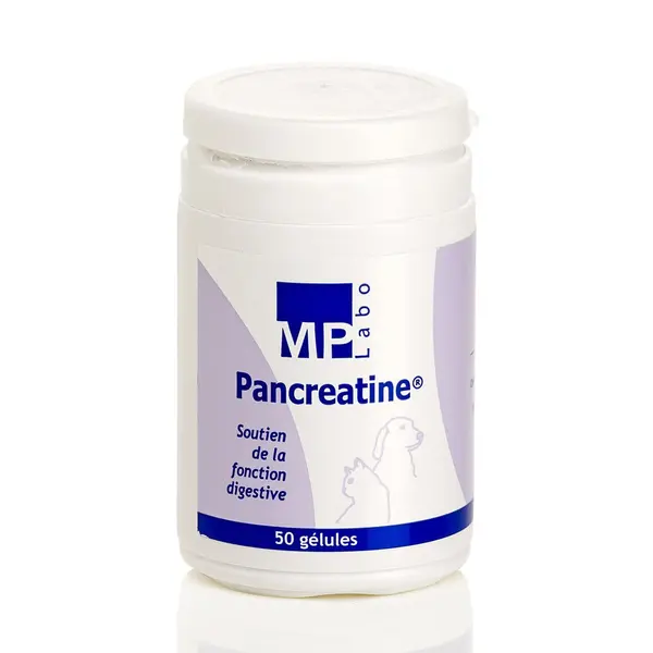 Pancreatine chat, chien