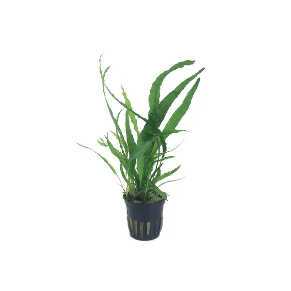 Microsorum pteropus
