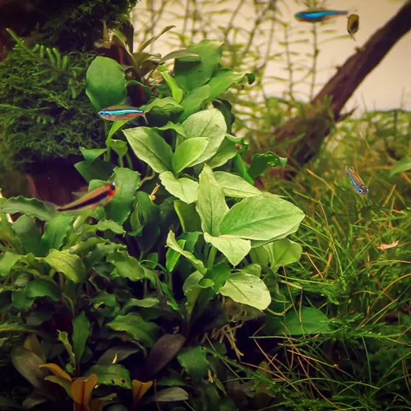 Anubias nana Jade