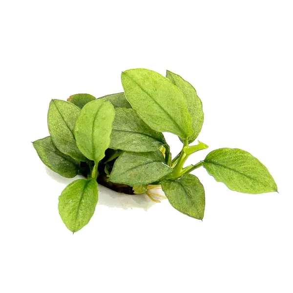 Anubia nana var “Jade”