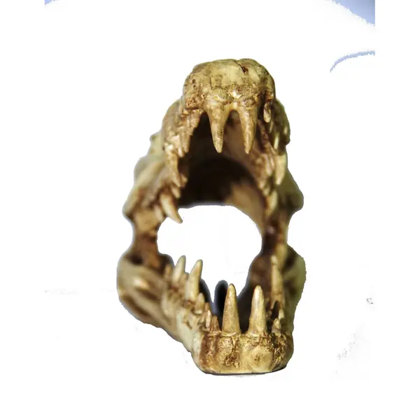 Crâne de Croco