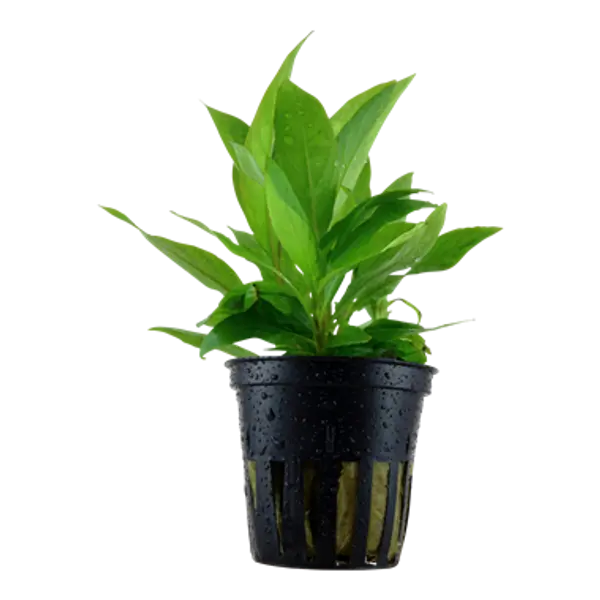 Hygrophila corymbosa &lsquo;Stricta&rsquo;