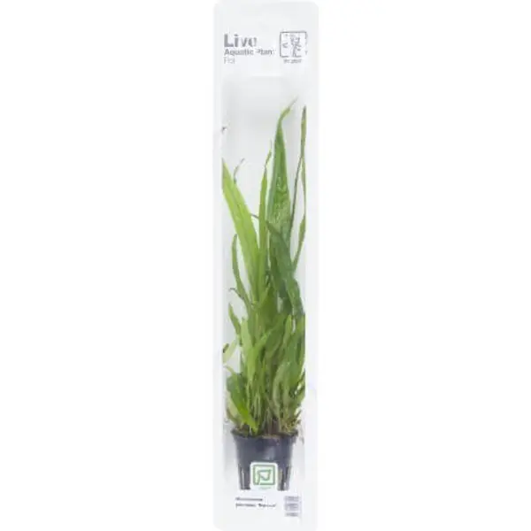 Microsorum pteropus Narrow