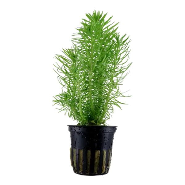 Pogostemon deccanensis