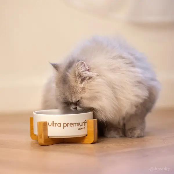 Kit de Bienvenue Chaton : Croquettes Sans Céréales