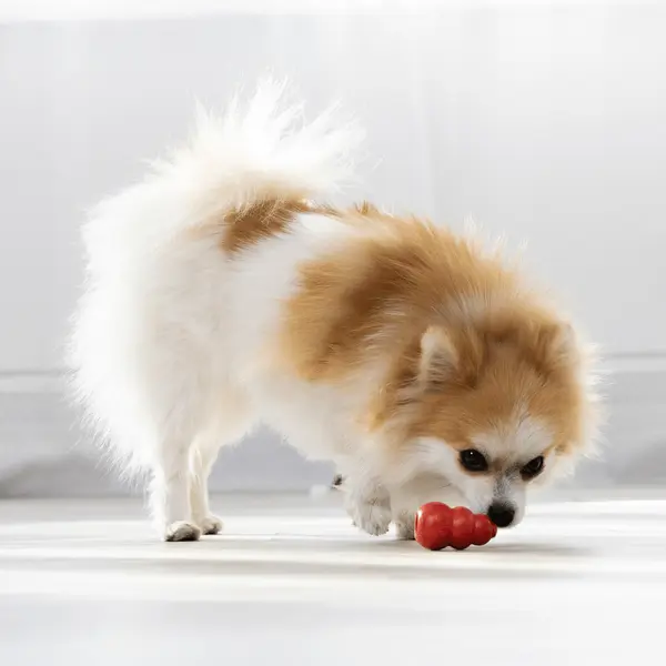 Jouet Chien – KONG® Classic Rouge – Taille XXL