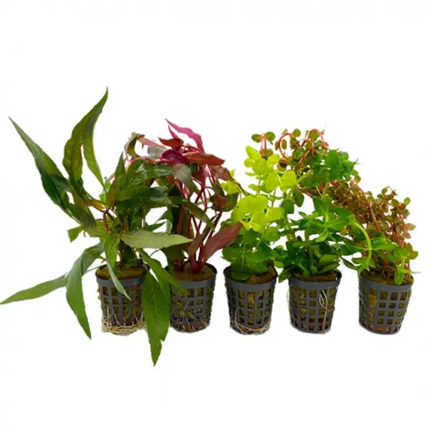 Lot de plantes aquatique