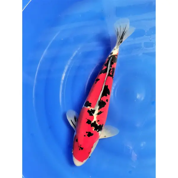 Carpe koi doitsu aka sanke Shinoda vendue