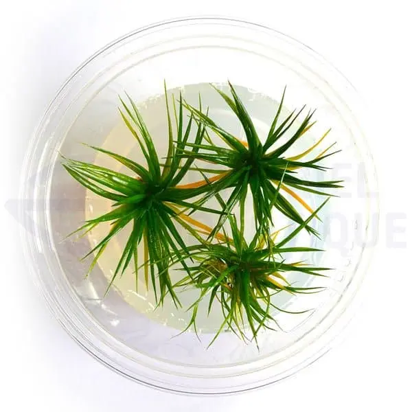 Eriocaulon sp Polaris in vitro