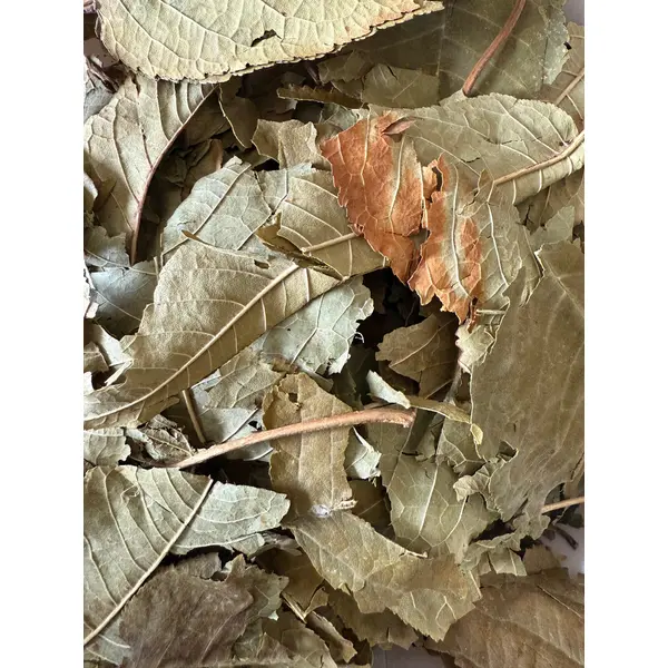 Feuilles de cerisier (TGTN)