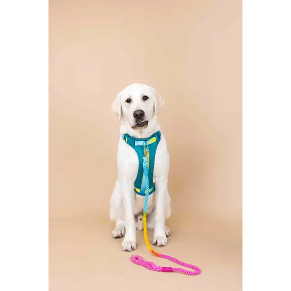 Joey Dog Harness