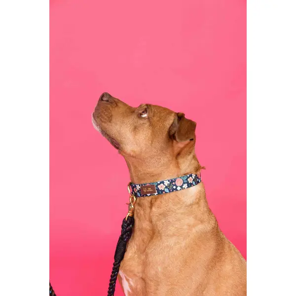 Riley Dog Collar