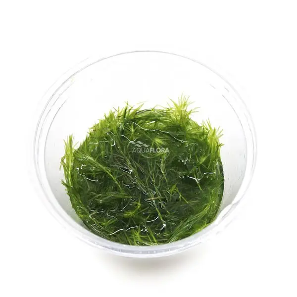 Mayaca Fluviatilis in vitro