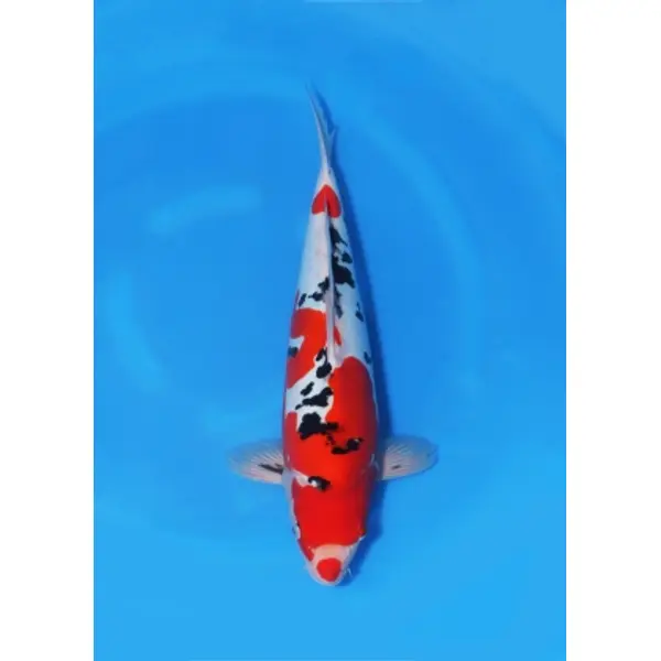 Carpe koi doitsu sanke nisai. VENDUE