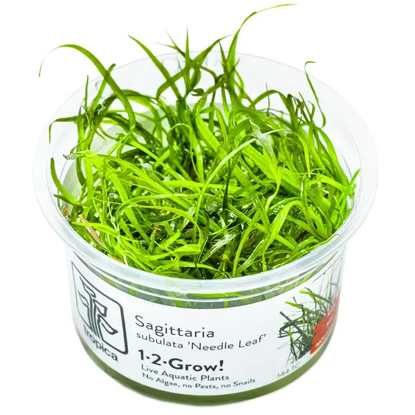 Sagittaria subulata &lsquo;Needle Leaf&rsquo;